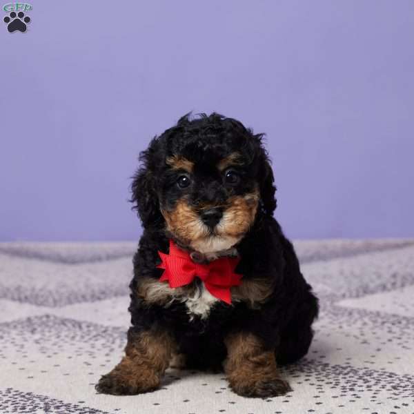 Marshall, Miniature Poodle Puppy